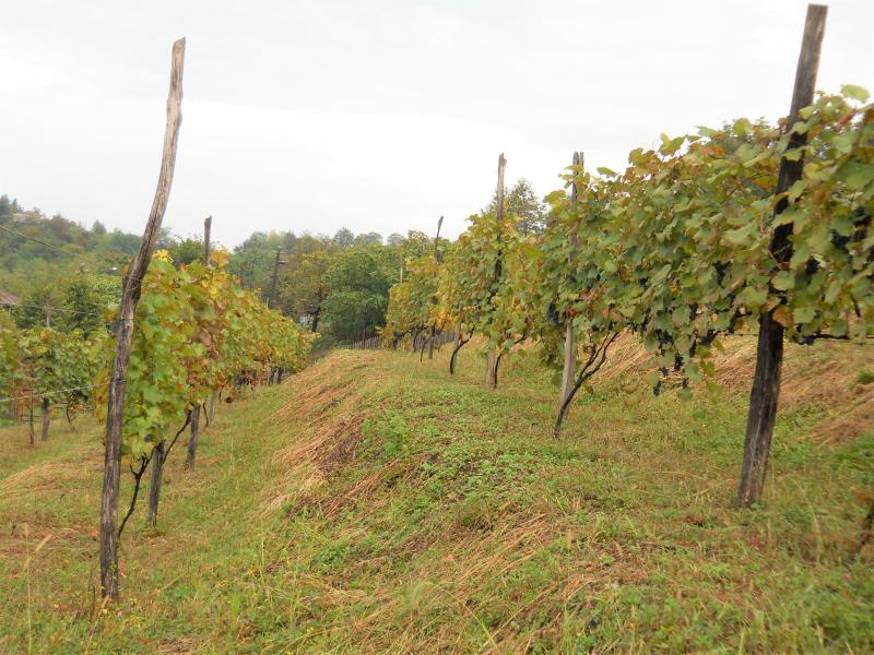 A photo of the green vineyard of Zurab Topuridze